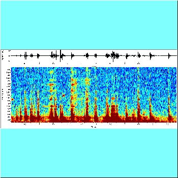 Sorubim lima in tank_spectrogram.png